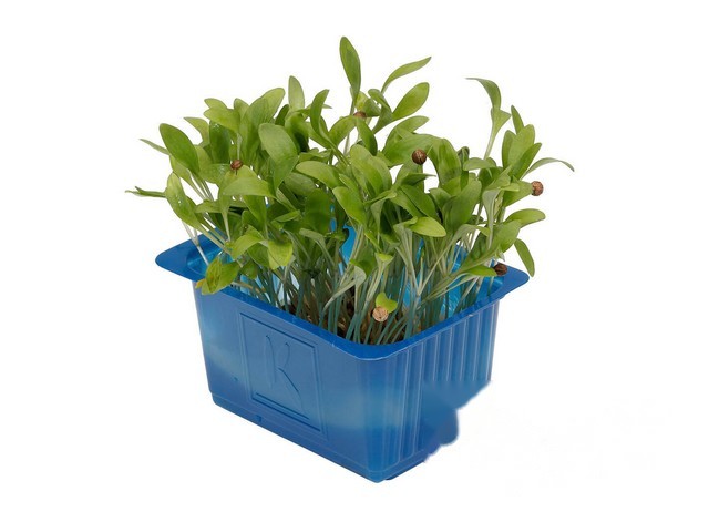 Ghoa Cress- Koppert Cress, Monster