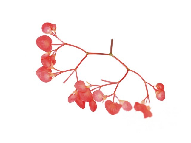 Apple Blossom