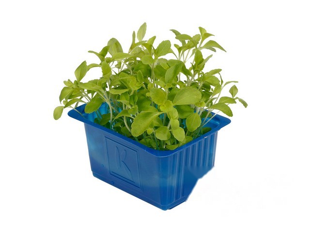 Honney cress
