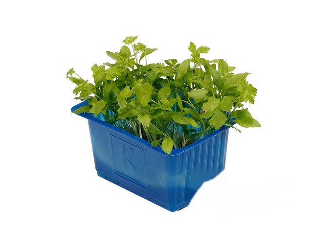 Persinette Cress- Koppert Cress, Monster
