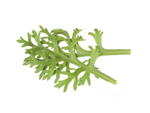 Kikuna Leaves