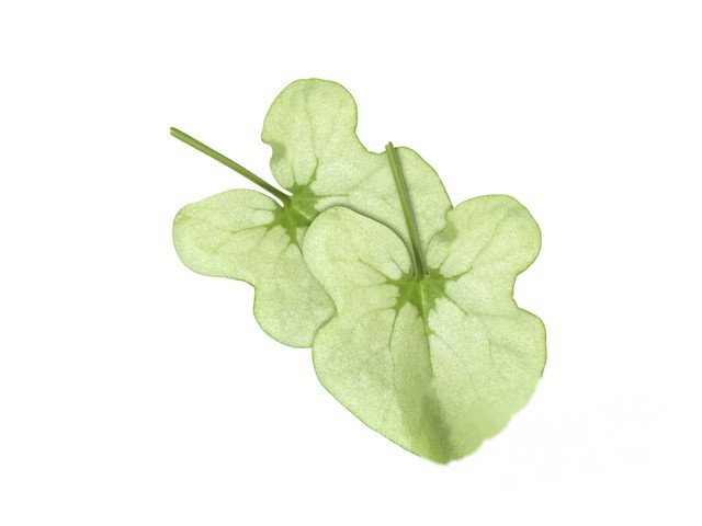 Syrha Leaves ´zilverzuring´