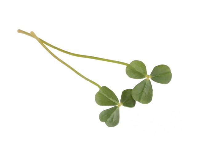 Citra Leaves