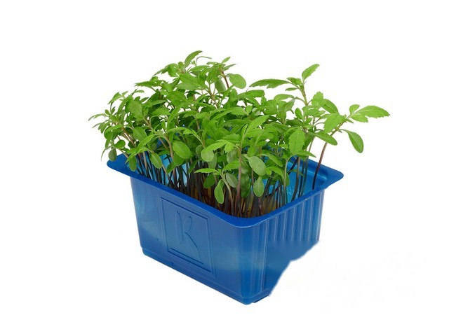Accla Cress