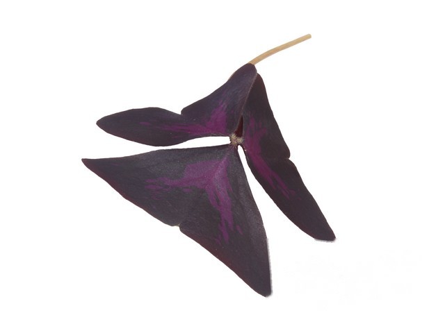Yka Leaves- Koppert Cress, Monster