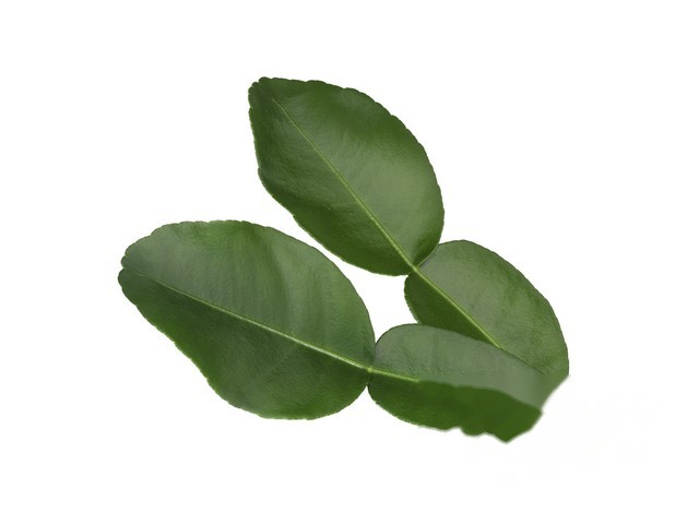 Kaffir lime leaves