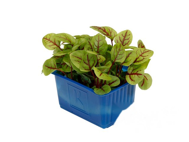 Vene Cress- Koppert Cress, Monster