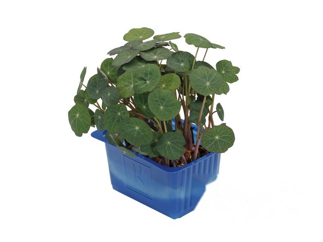Zorri Cress