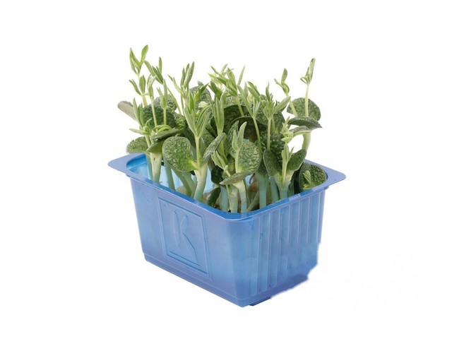 Lupine Cress- Koppert Cress, Monster