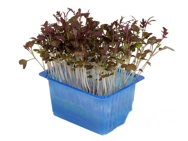 Kyona mustard cress