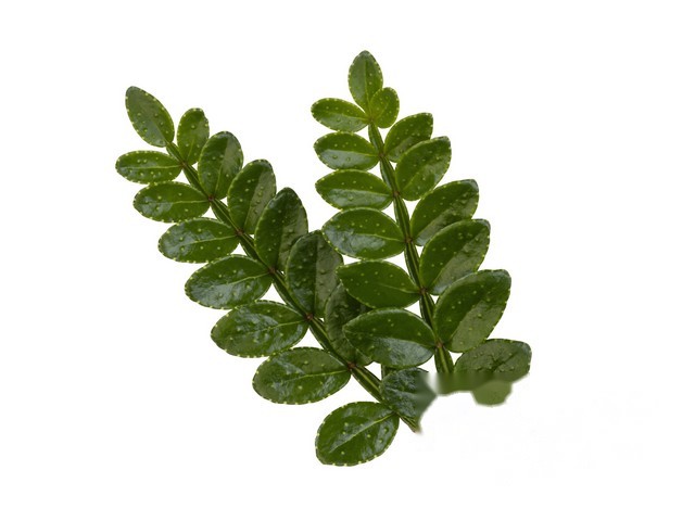 Sansho Leaves