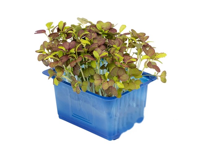 Bicolor mustard cress