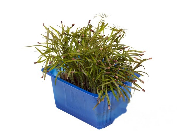 Olympia cress