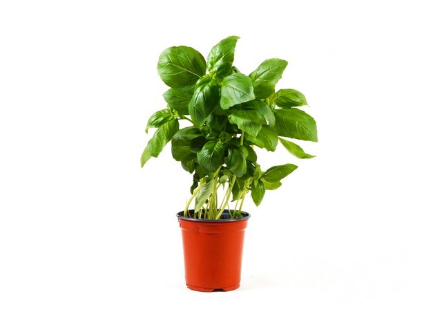 Basilicum pot
