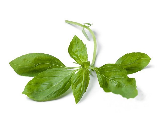 Basilicum per kg