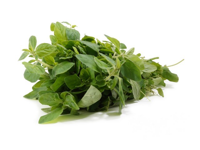 Oregano