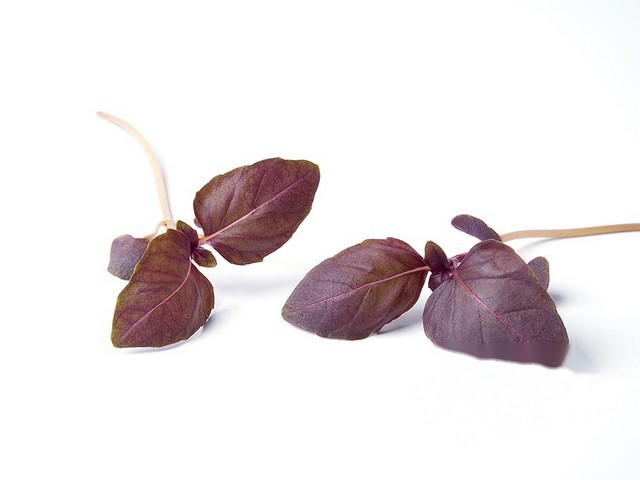 Basilicum paars