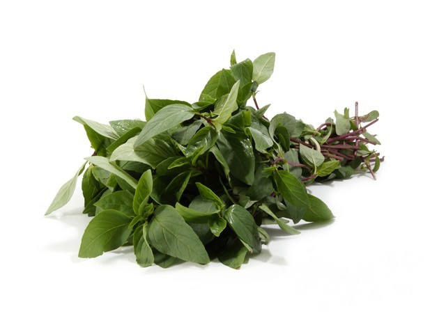 Basilicum Horapa Thaise