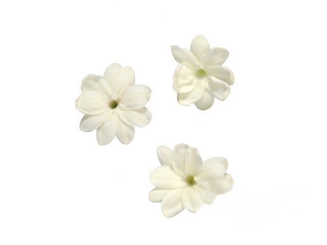 Jasmine Blossom