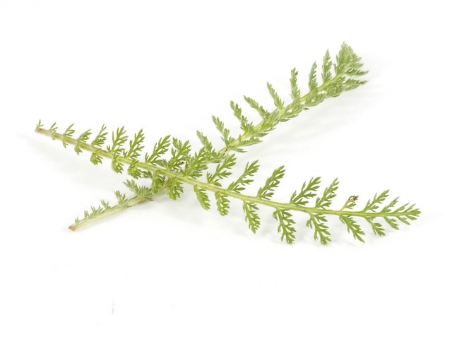Duizendblad