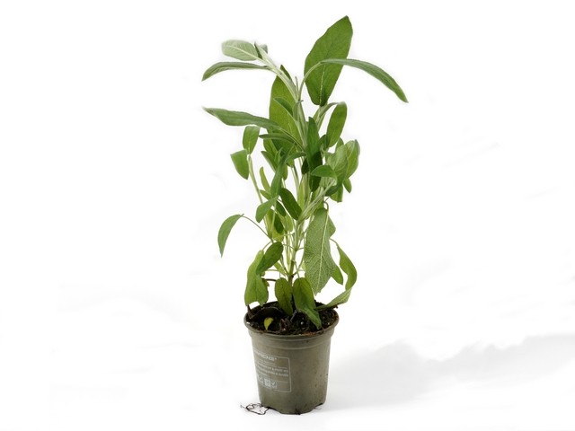 Salie pot