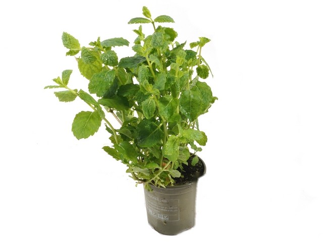 Munt pot