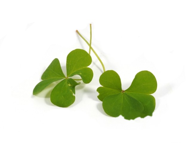 Klaverzuring fijn groen