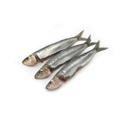 Sardines Bretons, met kop, schoon geschubt