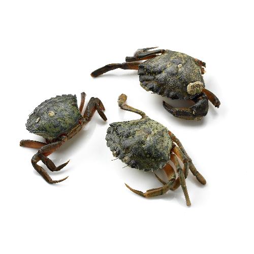 Strandkrabbetjes