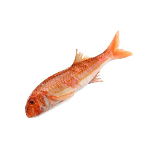 Mullen Hollands 300-500 gram