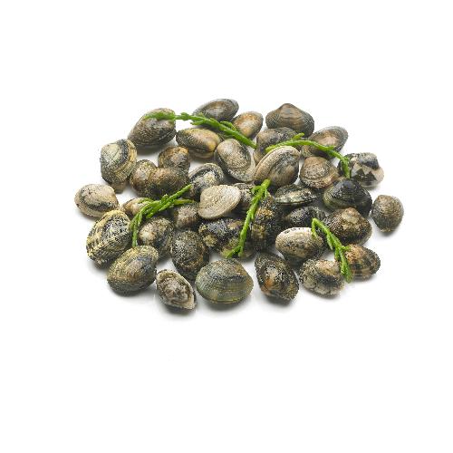 Vongole