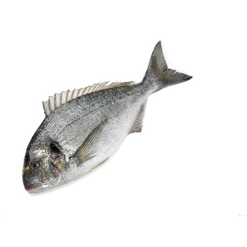 Dorade gestript/geschubd