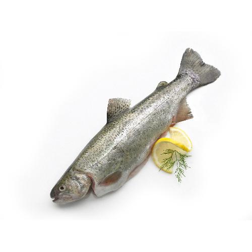 Forel vers, kweek